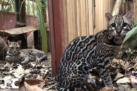 Jaguar Rescue Center